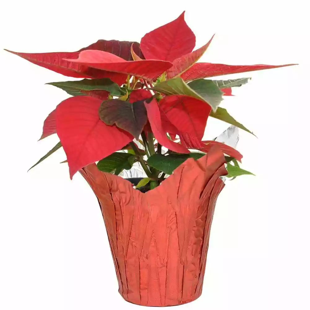 Budget ๐ Costa Farms 1 pt. Fresh Red Poinsettia with Red Pot Cover (Live) ๐ 3 Budget ๐ Costa Farms 1 pt. Fresh Red Poinsettia with Red Pot Cover (Live) ๐
