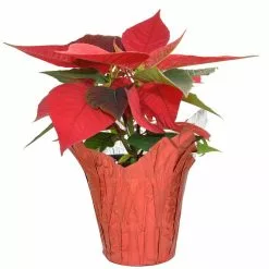 Best Pirce ⌛ Costa Farms 1 pt. Fresh Red Poinsettia with Red Pot Cover (Live 2-Pack) 🤩 -Pavestone || Costa Farms Shop costa farms indoor plants co4poi3grn2pk 1f 1000