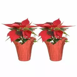 Best Pirce โ Costa Farms 1 pt. Fresh Red Poinsettia with Red Pot Cover (Live 2-Pack) ๐คฉ