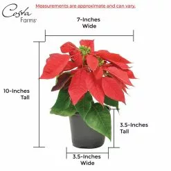 Best Pirce ⌛ Costa Farms 1 pt. Fresh Red Poinsettia with Red Pot Cover (Live 2-Pack) 🤩 -Pavestone || Costa Farms Shop costa farms indoor plants co4poi3grn2pk 76 1000