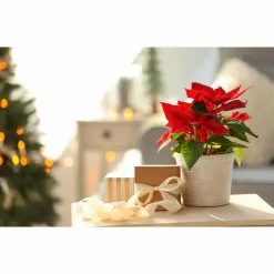 Best Pirce ⌛ Costa Farms 1 pt. Fresh Red Poinsettia with Red Pot Cover (Live 2-Pack) 🤩 -Pavestone || Costa Farms Shop costa farms indoor plants co4poi3grn2pk c3 1000