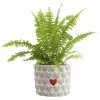 Wholesale 🤩 Costa Farms Fern Plant in 4 in Heart Ceramic Pot 🛒 -Pavestone || Costa Farms Shop costa farms indoor plants cosa4ed3pkncer 64 1000