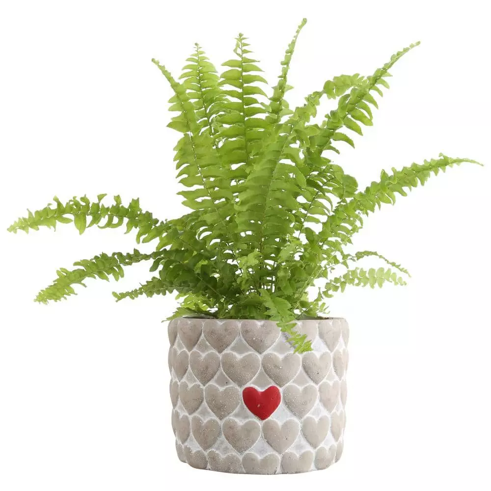 Wholesale π€© Costa Farms Fern Plant in 4 in Heart Ceramic Pot π 3 Wholesale π€© Costa Farms Fern Plant in 4 in Heart Ceramic Pot π