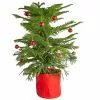 Wholesale ๐คฉ Costa Farms Norfolk Island Pine Plant in 10 in. Red Decor Pot ๐ฅฐ 1 Wholesale ๐คฉ Costa Farms Norfolk Island Pine Plant in 10 in. Red Decor Pot ๐ฅฐ -Pavestone || Costa Farms Shop costa farms indoor plants l nip s rwp 01 64 1000
