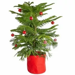 Wholesale 🤩 Costa Farms Norfolk Island Pine Plant in 10 in. Red Decor Pot 🥰