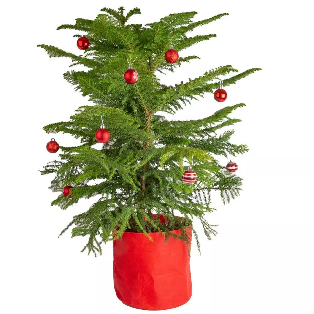Wholesale 🤩 Costa Farms Norfolk Island Pine Plant in 10 in. Red Decor Pot 🥰 3 Wholesale 🤩 Costa Farms Norfolk Island Pine Plant in 10 in. Red Decor Pot 🥰
