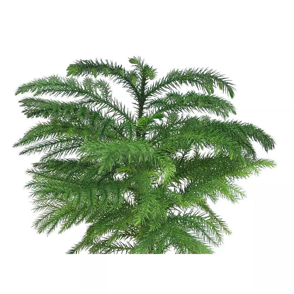 Wholesale 🤩 Costa Farms Norfolk Island Pine Plant in 10 in. Red Decor Pot 🥰 4 Wholesale 🤩 Costa Farms Norfolk Island Pine Plant in 10 in. Red Decor Pot 🥰 - Image 2
