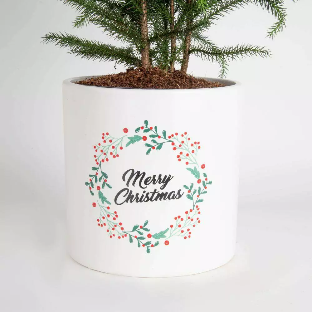 Deals 😉 Costa Farms Norfolk Island Pine Plant in 6 in. White Ceramic Planter ❤️ 6 Deals 😉 Costa Farms Norfolk Island Pine Plant in 6 in. White Ceramic Planter ❤️ - Image 4