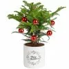 Deals 😉 Costa Farms Norfolk Island Pine Plant in 6 in. White Ceramic Planter ❤️ 1 Deals 😉 Costa Farms Norfolk Island Pine Plant in 6 in. White Ceramic Planter ❤️ -Pavestone || Costa Farms Shop costa farms indoor plants m nip p hyw 01 64 1000