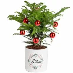 Deals π Costa Farms Norfolk Island Pine Plant in 6 in. White Ceramic Planter β€οΈ