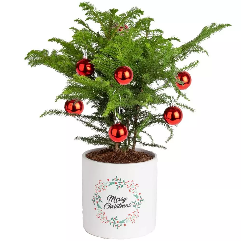 Deals 😉 Costa Farms Norfolk Island Pine Plant in 6 in. White Ceramic Planter ❤️ 3 Deals 😉 Costa Farms Norfolk Island Pine Plant in 6 in. White Ceramic Planter ❤️