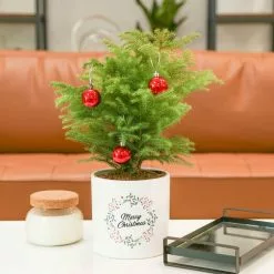 Deals 😉 Costa Farms Norfolk Island Pine Plant in 6 in. White Ceramic Planter ❤️ 9 Deals 😉 Costa Farms Norfolk Island Pine Plant in 6 in. White Ceramic Planter ❤️ -Pavestone || Costa Farms Shop costa farms indoor plants m nip p hyw 01 c3 1000
