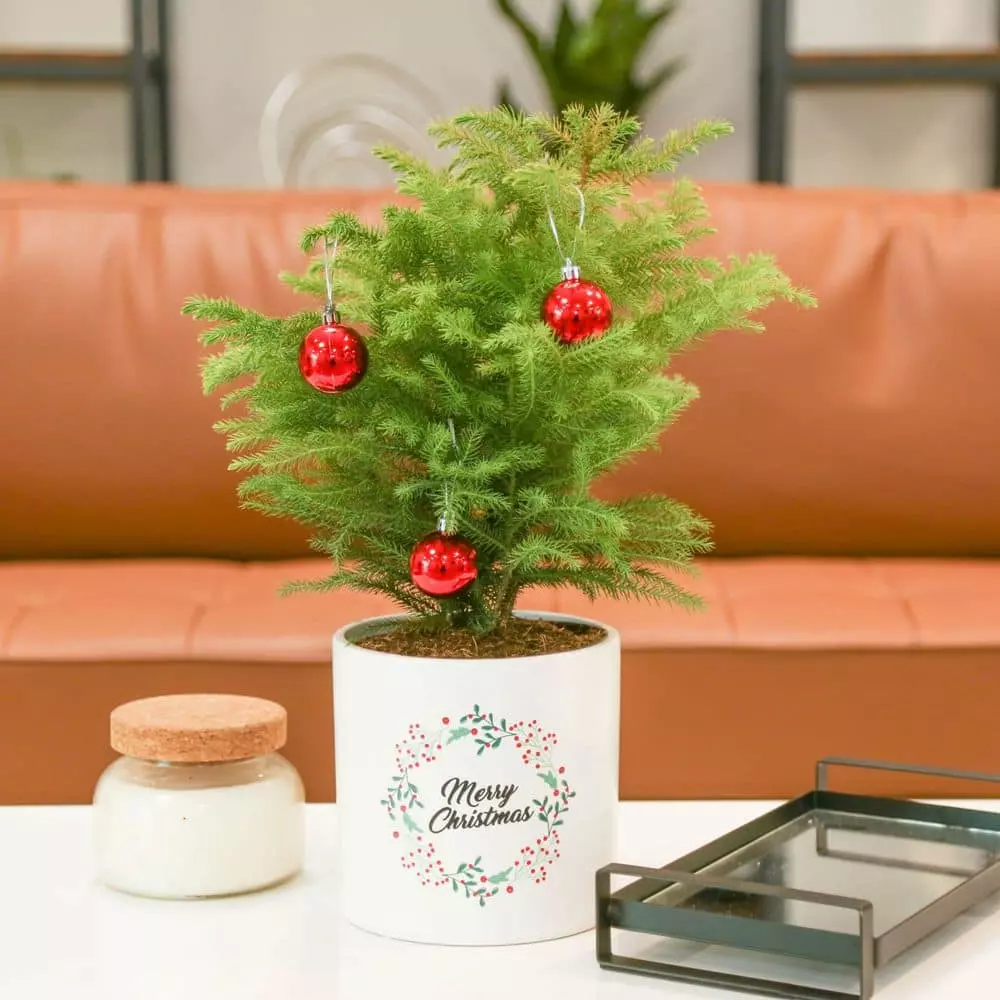 Deals 😉 Costa Farms Norfolk Island Pine Plant in 6 in. White Ceramic Planter ❤️ 5 Deals 😉 Costa Farms Norfolk Island Pine Plant in 6 in. White Ceramic Planter ❤️ - Image 3