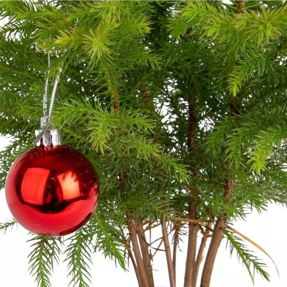 Deals 😉 Costa Farms Norfolk Island Pine Plant in 6 in. White Ceramic Planter ❤️ 4 Deals 😉 Costa Farms Norfolk Island Pine Plant in 6 in. White Ceramic Planter ❤️ - Image 2