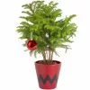 Hot Sale 🎉 Costa Farms Norfolk Island Pine Plant in 4 in. Red Pot Cover ⭐ -Pavestone || Costa Farms Shop costa farms indoor plants s nip s rbc 01 64 1000