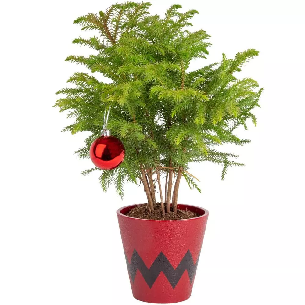 Hot Sale ๐ Costa Farms Norfolk Island Pine Plant in 4 in. Red Pot Cover โญ 3 Hot Sale ๐ Costa Farms Norfolk Island Pine Plant in 4 in. Red Pot Cover โญ