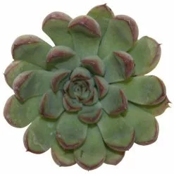 Cheapest ⌛ Costa Farms Small Succulents Assorted Echeveria in 2.5 in. Grower Pot (4 pack) ✔️ -Pavestone || Costa Farms Shop costa farms succulents 2succechgrow4pk 1f 1000