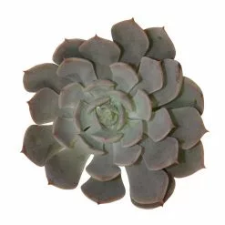 Cheapest ⌛ Costa Farms Small Succulents Assorted Echeveria in 2.5 in. Grower Pot (4 pack) ✔️ -Pavestone || Costa Farms Shop costa farms succulents 2succechgrow4pk 44 1000