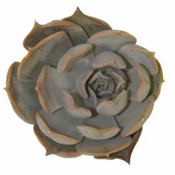 Cheapest ⌛ Costa Farms Small Succulents Assorted Echeveria in 2.5 in. Grower Pot (4 pack) ✔️ -Pavestone || Costa Farms Shop costa farms succulents 2succechgrow4pk 4f 1000