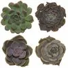 Cheapest ⌛ Costa Farms Small Succulents Assorted Echeveria in 2.5 in. Grower Pot (4 pack) ✔️ 1 Cheapest ⌛ Costa Farms Small Succulents Assorted Echeveria in 2.5 in. Grower Pot (4 pack) ✔️ -Pavestone || Costa Farms Shop costa farms succulents 2succechgrow4pk 64 1000