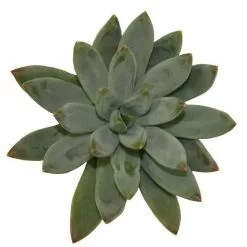 Cheapest ⌛ Costa Farms Small Succulents Assorted Echeveria in 2.5 in. Grower Pot (4 pack) ✔️ -Pavestone || Costa Farms Shop costa farms succulents 2succechgrow4pk 76 1000