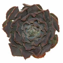 Cheapest ⌛ Costa Farms Small Succulents Assorted Echeveria in 2.5 in. Grower Pot (4 pack) ✔️ -Pavestone || Costa Farms Shop costa farms succulents 2succechgrow4pk c3 1000