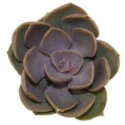 Cheapest ⌛ Costa Farms Small Succulents Assorted Echeveria in 2.5 in. Grower Pot (4 pack) ✔️ -Pavestone || Costa Farms Shop costa farms succulents 2succechgrow4pk fa 1000