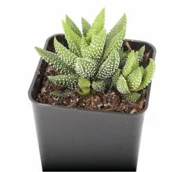 Best deal ๐งจ Costa Farms Small Succulents Haworthia Assorted in 2.5 in. Grower Pot (4 pack) ๐ฏ 20 Best deal ๐งจ Costa Farms Small Succulents Haworthia Assorted in 2.5 in. Grower Pot (4 pack) ๐ฏ -Pavestone || Costa Farms Shop costa farms succulents 2succhawgrow4pk 1f 1000