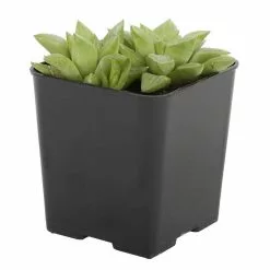 Best deal ๐งจ Costa Farms Small Succulents Haworthia Assorted in 2.5 in. Grower Pot (4 pack) ๐ฏ 15 Best deal ๐งจ Costa Farms Small Succulents Haworthia Assorted in 2.5 in. Grower Pot (4 pack) ๐ฏ -Pavestone || Costa Farms Shop costa farms succulents 2succhawgrow4pk 40 1000