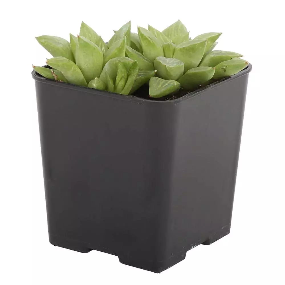 Best deal ๐งจ Costa Farms Small Succulents Haworthia Assorted in 2.5 in. Grower Pot (4 pack) ๐ฏ 5 Best deal ๐งจ Costa Farms Small Succulents Haworthia Assorted in 2.5 in. Grower Pot (4 pack) ๐ฏ - Image 3