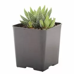 Best deal ๐งจ Costa Farms Small Succulents Haworthia Assorted in 2.5 in. Grower Pot (4 pack) ๐ฏ 21 Best deal ๐งจ Costa Farms Small Succulents Haworthia Assorted in 2.5 in. Grower Pot (4 pack) ๐ฏ -Pavestone || Costa Farms Shop costa farms succulents 2succhawgrow4pk 44 1000
