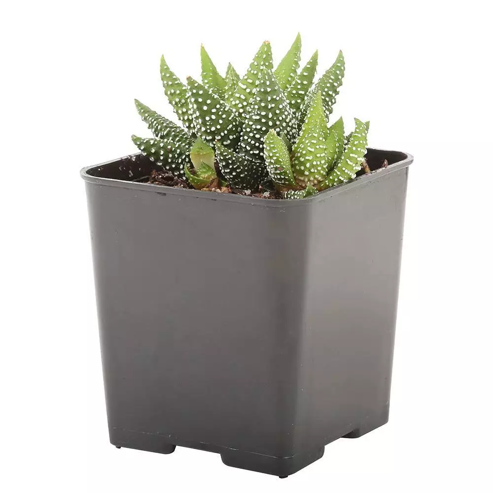 Best deal ๐งจ Costa Farms Small Succulents Haworthia Assorted in 2.5 in. Grower Pot (4 pack) ๐ฏ 11 Best deal ๐งจ Costa Farms Small Succulents Haworthia Assorted in 2.5 in. Grower Pot (4 pack) ๐ฏ - Image 9