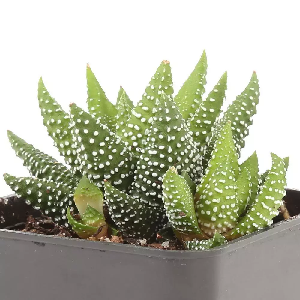 Best deal ๐งจ Costa Farms Small Succulents Haworthia Assorted in 2.5 in. Grower Pot (4 pack) ๐ฏ 9 Best deal ๐งจ Costa Farms Small Succulents Haworthia Assorted in 2.5 in. Grower Pot (4 pack) ๐ฏ - Image 7