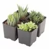 Best deal 🧨 Costa Farms Small Succulents Haworthia Assorted in 2.5 in. Grower Pot (4 pack) 💯 -Pavestone || Costa Farms Shop costa farms succulents 2succhawgrow4pk 64 1000