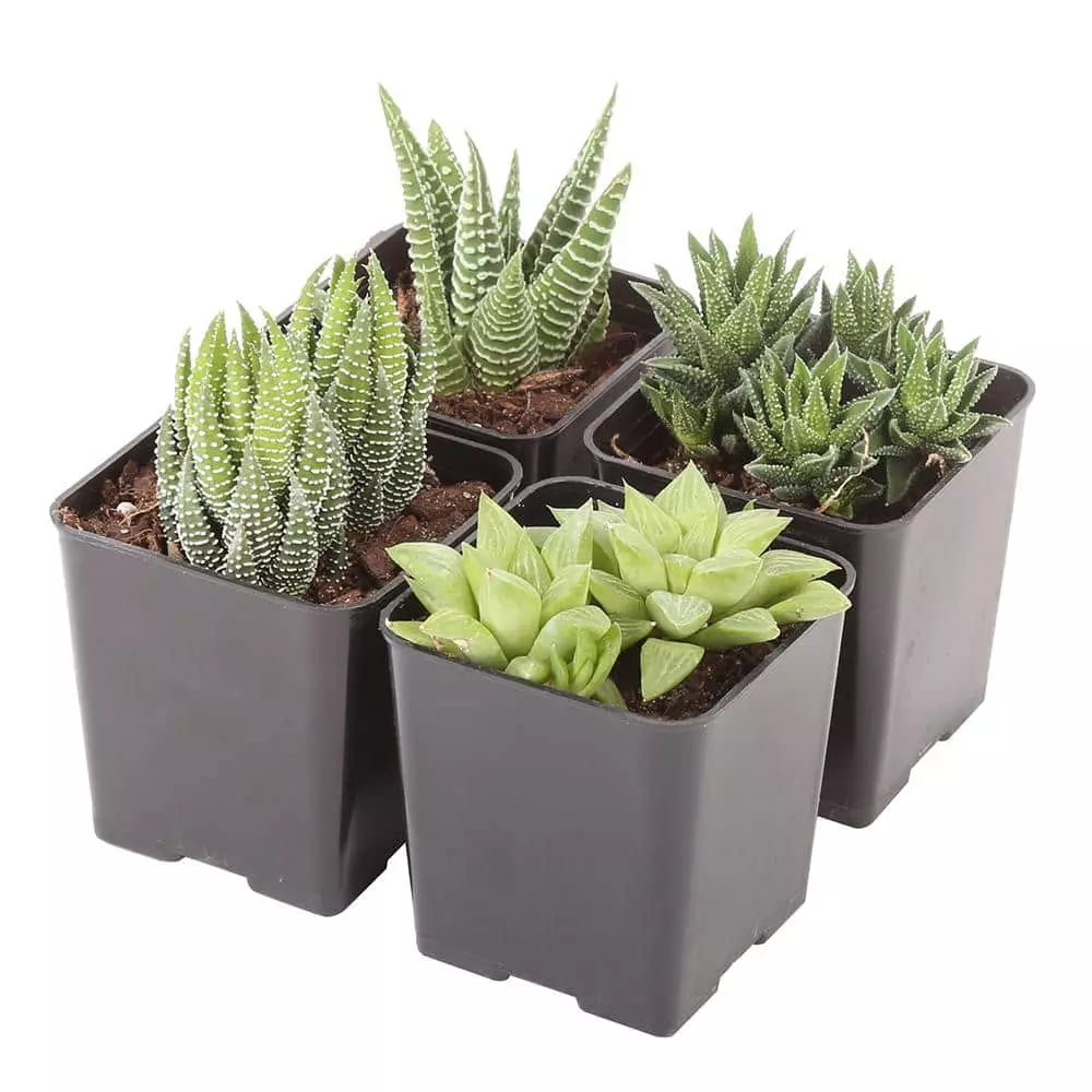 Best deal ๐งจ Costa Farms Small Succulents Haworthia Assorted in 2.5 in. Grower Pot (4 pack) ๐ฏ 3 Best deal ๐งจ Costa Farms Small Succulents Haworthia Assorted in 2.5 in. Grower Pot (4 pack) ๐ฏ