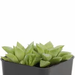 Best deal ๐งจ Costa Farms Small Succulents Haworthia Assorted in 2.5 in. Grower Pot (4 pack) ๐ฏ 17 Best deal ๐งจ Costa Farms Small Succulents Haworthia Assorted in 2.5 in. Grower Pot (4 pack) ๐ฏ -Pavestone || Costa Farms Shop costa farms succulents 2succhawgrow4pk 66 1000