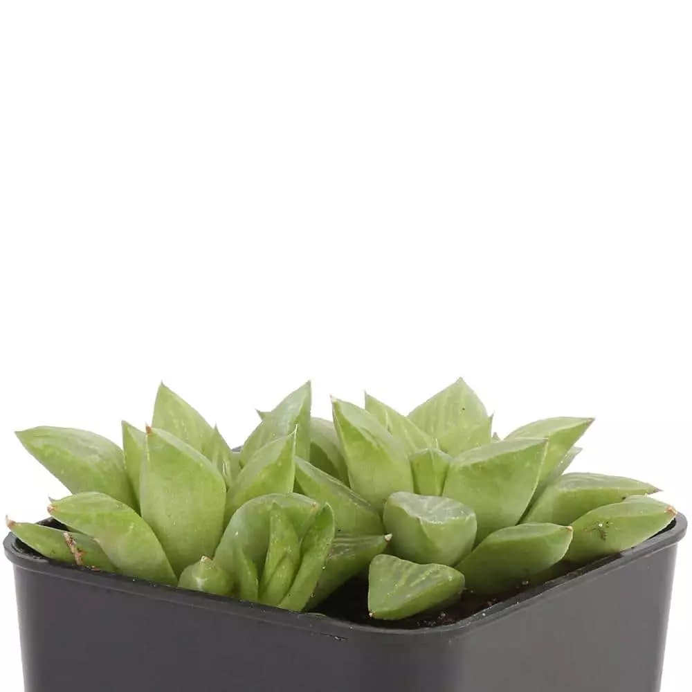 Best deal ๐งจ Costa Farms Small Succulents Haworthia Assorted in 2.5 in. Grower Pot (4 pack) ๐ฏ 7 Best deal ๐งจ Costa Farms Small Succulents Haworthia Assorted in 2.5 in. Grower Pot (4 pack) ๐ฏ - Image 5