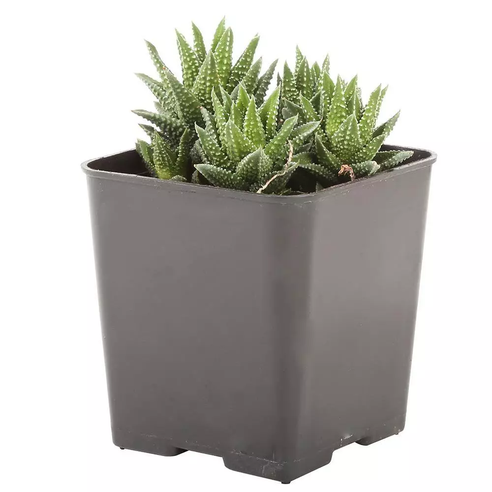 Best deal ๐งจ Costa Farms Small Succulents Haworthia Assorted in 2.5 in. Grower Pot (4 pack) ๐ฏ 13 Best deal ๐งจ Costa Farms Small Succulents Haworthia Assorted in 2.5 in. Grower Pot (4 pack) ๐ฏ - Image 11