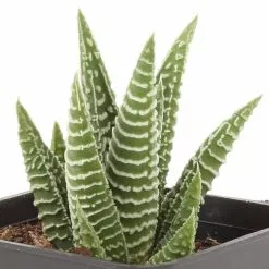 Best deal ๐งจ Costa Farms Small Succulents Haworthia Assorted in 2.5 in. Grower Pot (4 pack) ๐ฏ 16 Best deal ๐งจ Costa Farms Small Succulents Haworthia Assorted in 2.5 in. Grower Pot (4 pack) ๐ฏ -Pavestone || Costa Farms Shop costa farms succulents 2succhawgrow4pk a0 1000