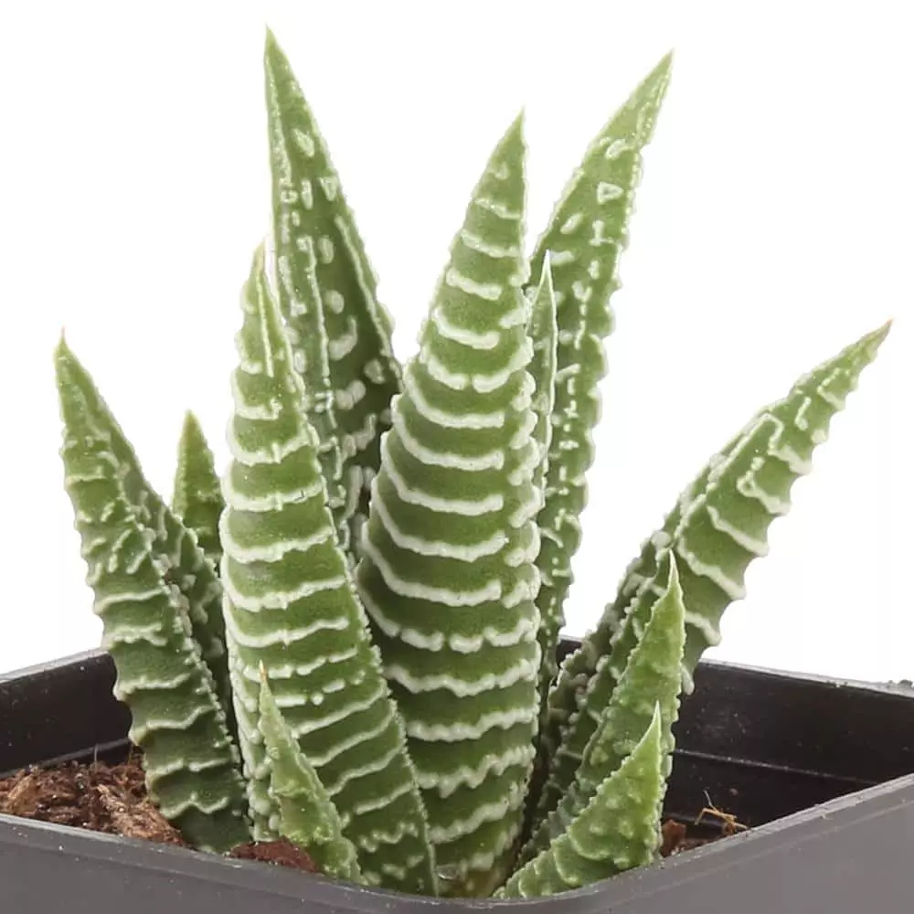 Best deal ๐งจ Costa Farms Small Succulents Haworthia Assorted in 2.5 in. Grower Pot (4 pack) ๐ฏ 6 Best deal ๐งจ Costa Farms Small Succulents Haworthia Assorted in 2.5 in. Grower Pot (4 pack) ๐ฏ - Image 4