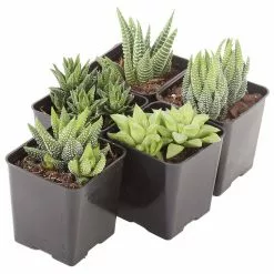 Best deal ๐งจ Costa Farms Small Succulents Haworthia Assorted in 2.5 in. Grower Pot (4 pack) ๐ฏ 18 Best deal ๐งจ Costa Farms Small Succulents Haworthia Assorted in 2.5 in. Grower Pot (4 pack) ๐ฏ -Pavestone || Costa Farms Shop costa farms succulents 2succhawgrow4pk c3 1000