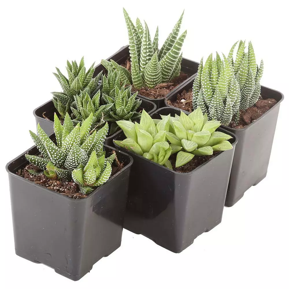 Best deal ๐งจ Costa Farms Small Succulents Haworthia Assorted in 2.5 in. Grower Pot (4 pack) ๐ฏ 8 Best deal ๐งจ Costa Farms Small Succulents Haworthia Assorted in 2.5 in. Grower Pot (4 pack) ๐ฏ - Image 6