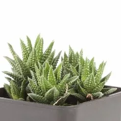 Best deal ๐งจ Costa Farms Small Succulents Haworthia Assorted in 2.5 in. Grower Pot (4 pack) ๐ฏ 22 Best deal ๐งจ Costa Farms Small Succulents Haworthia Assorted in 2.5 in. Grower Pot (4 pack) ๐ฏ -Pavestone || Costa Farms Shop costa farms succulents 2succhawgrow4pk fa 1000