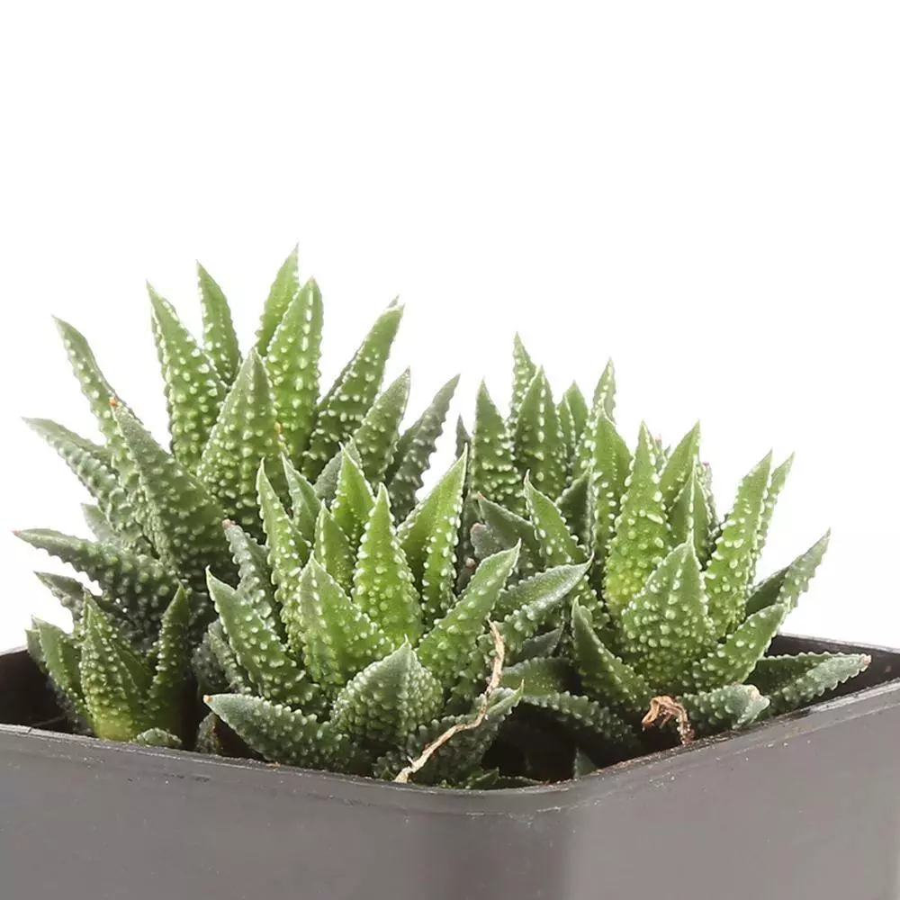 Best deal ๐งจ Costa Farms Small Succulents Haworthia Assorted in 2.5 in. Grower Pot (4 pack) ๐ฏ 12 Best deal ๐งจ Costa Farms Small Succulents Haworthia Assorted in 2.5 in. Grower Pot (4 pack) ๐ฏ - Image 10