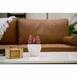 Deals 😀 Costa Farms Pink Desert Gems in 4 in. White Ceramic 🧨 -Pavestone || Costa Farms Shop costa farms succulents 4desgembleuroso 44 1000