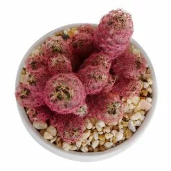 Deals 😀 Costa Farms Pink Desert Gems in 4 in. White Ceramic 🧨 -Pavestone || Costa Farms Shop costa farms succulents 4desgembleuroso fa 1000