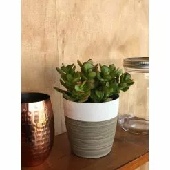 Budget 🌟 Costa Farms 4 in. Jade Crassula Plant in Ceramic Pot 🤩 -Pavestone || Costa Farms Shop costa farms succulents 4jaderedcer 31 1000