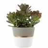 Budget 🌟 Costa Farms 4 in. Jade Crassula Plant in Ceramic Pot 🤩 -Pavestone || Costa Farms Shop costa farms succulents 4jaderedcer 64 1000