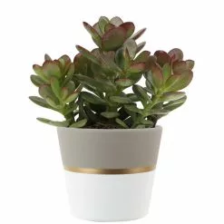 Budget 🌟 Costa Farms 4 in. Jade Crassula Plant in Ceramic Pot 🤩