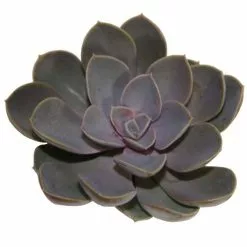 Hot Sale 💯 Costa Farms Echeveria Succulent Assortment in 4in Grower Pot (3 pack) 😍 -Pavestone || Costa Farms Shop costa farms succulents 4succechgrow3pk 1f 1000